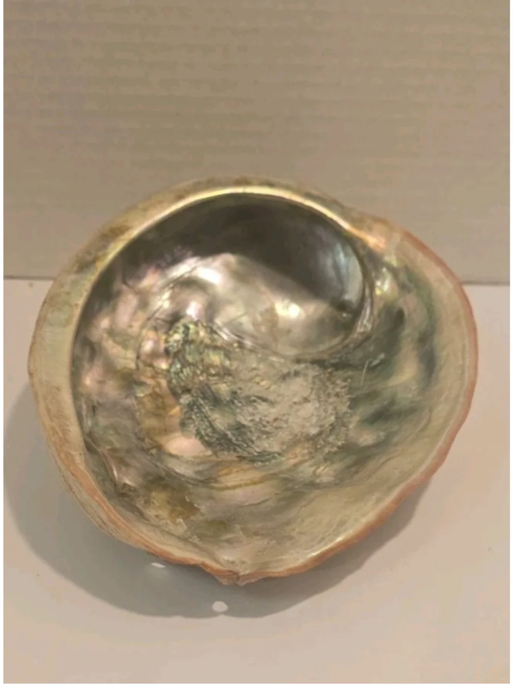 Antique Vintage Abalone Mother Of Pearl Shell